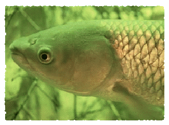 活魚小知識